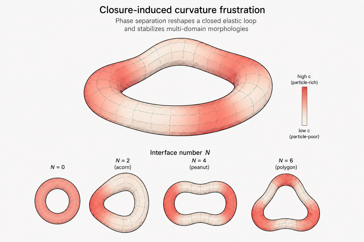 Closure-induced curvature frustration and multi-domain loop morphologies