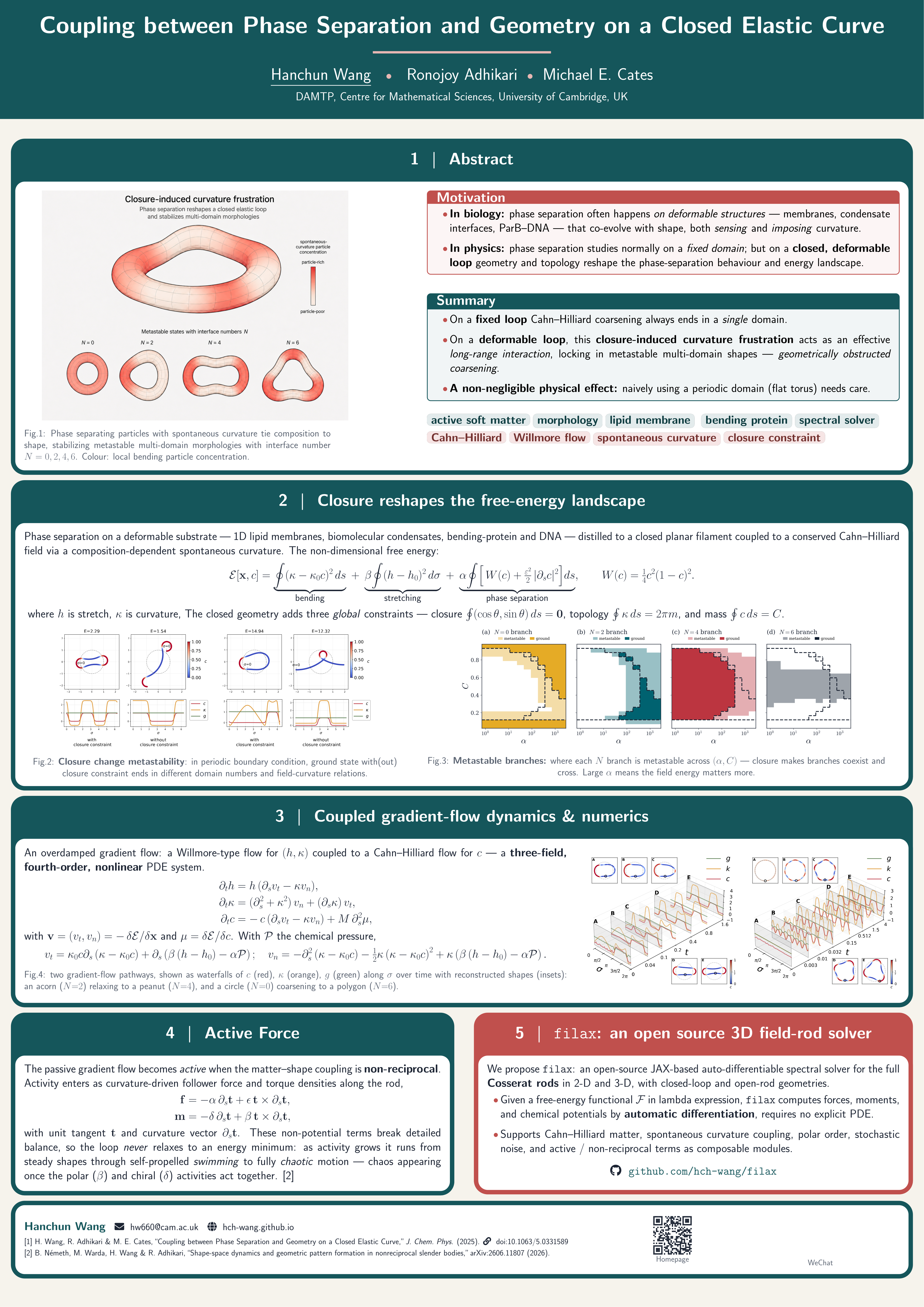Research poster for coupling between phase separation and geometry on a closed elastic curve