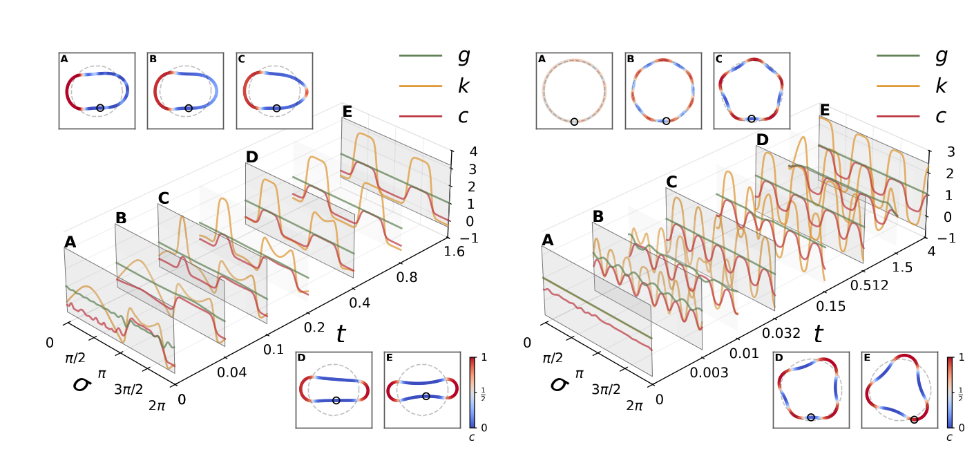 Two coupled gradient-flow pathways on a closed elastic loop